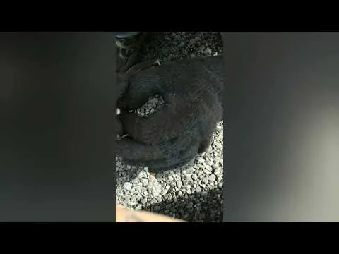 Видео на YouTube